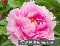 牡丹花油画教学步骤