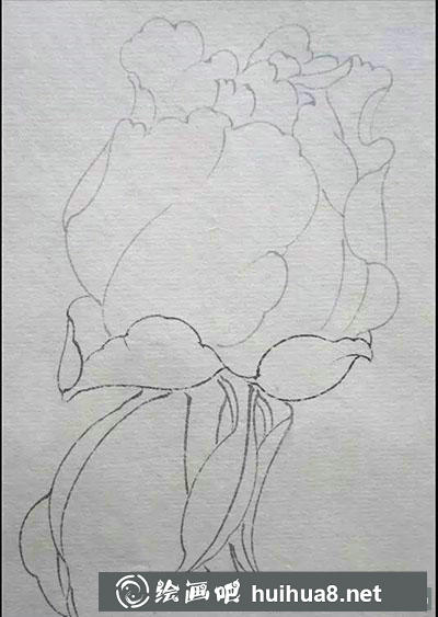 工笔画教程：怎么画牡丹花苞