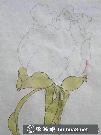 工笔画教程：怎么画牡丹花苞