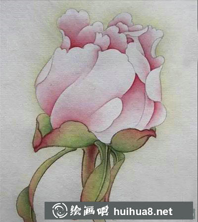 工笔画教程：怎么画牡丹花苞