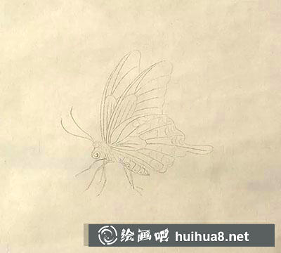 工笔画教程怎么画蝴蝶与紫藤花