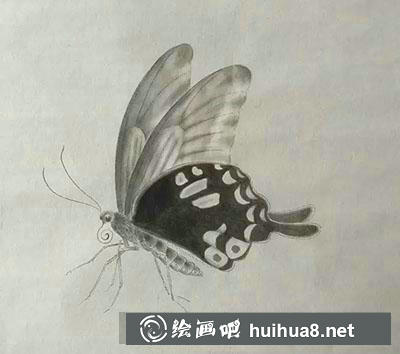 工笔画教程怎么画蝴蝶与紫藤花