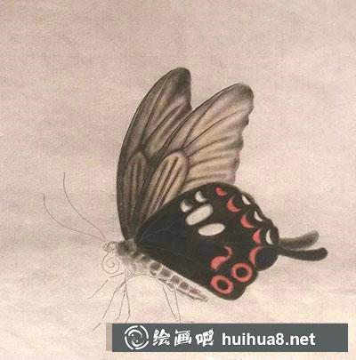 工笔画教程怎么画蝴蝶与紫藤花