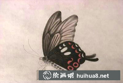 工笔画教程怎么画蝴蝶与紫藤花