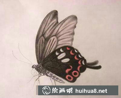 工笔画教程怎么画蝴蝶与紫藤花
