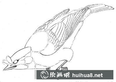 怎么画八哥 怎么画八哥