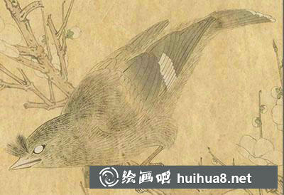 怎么画八哥 怎么画八哥