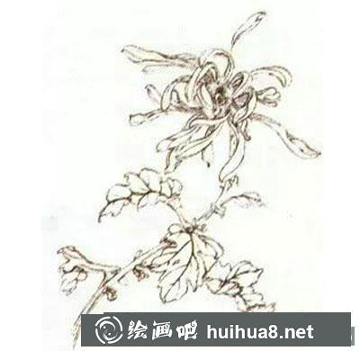怎么画工笔画菊花