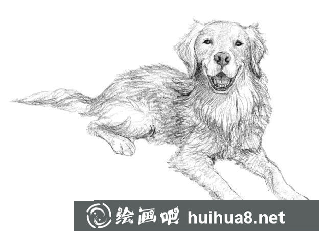 狗狗素描作品3