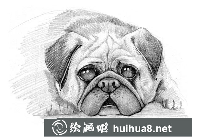 狗狗素描作品4