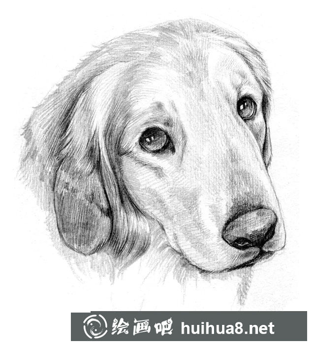 狗狗素描作品5
