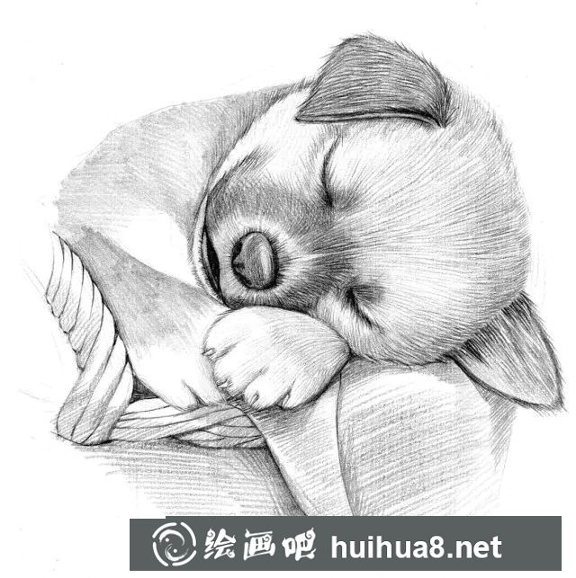 狗狗素描作品6