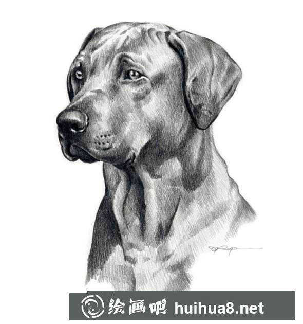 狗狗素描作品9