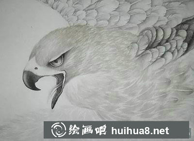 工笔画老鹰教程 工笔画老鹰教程