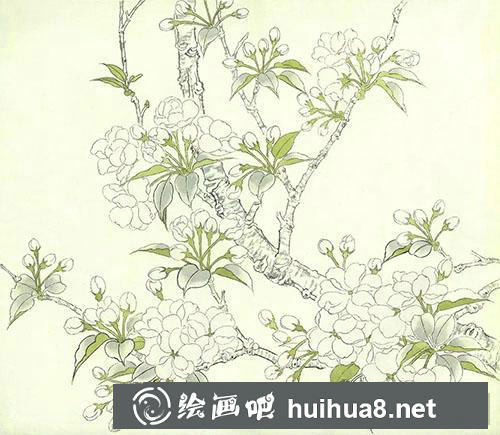 工笔画教程:怎么绘制海棠花 工笔画教程:怎么绘制海棠花