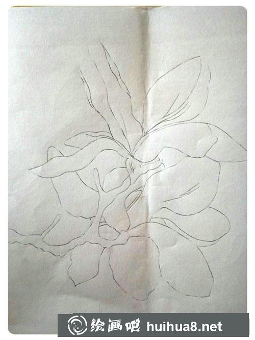 玉兰花插画