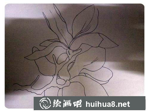 玉兰花插画