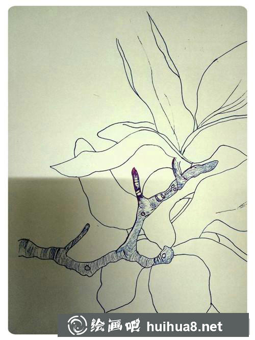 玉兰花插画