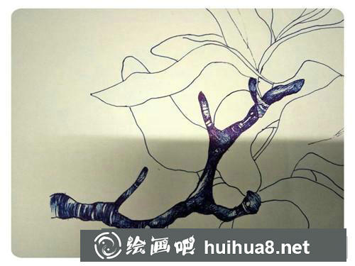 玉兰花插画