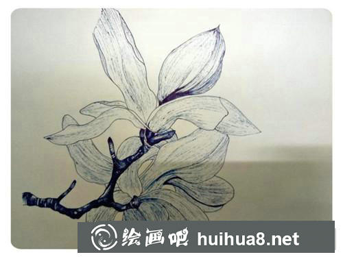 玉兰花插画