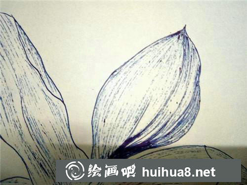 玉兰花插画