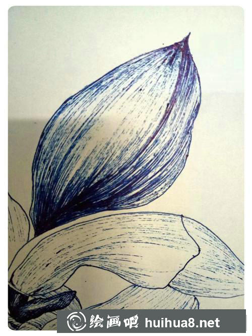 玉兰花插画