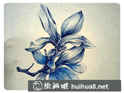 玉兰花插画