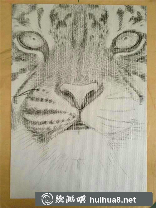 老虎插画