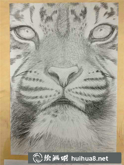 老虎插画