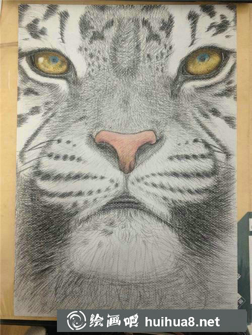 老虎插画