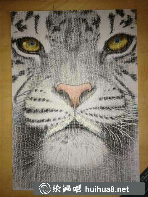 老虎插画
