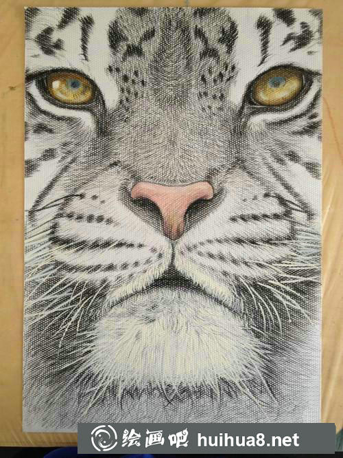 老虎插画