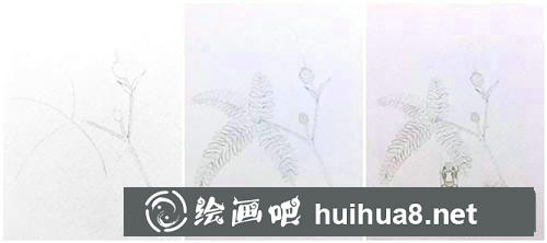含羞草插画 含羞草插画