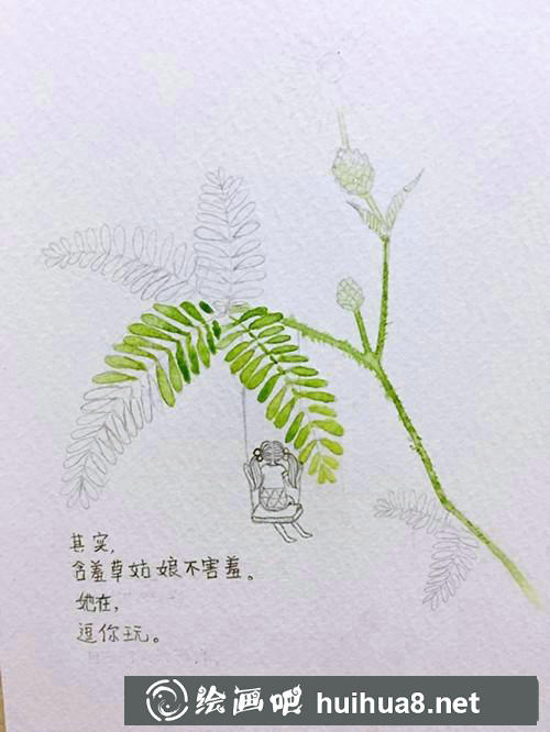 含羞草插画 含羞草插画