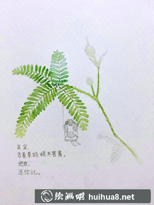 含羞草插画 含羞草插画