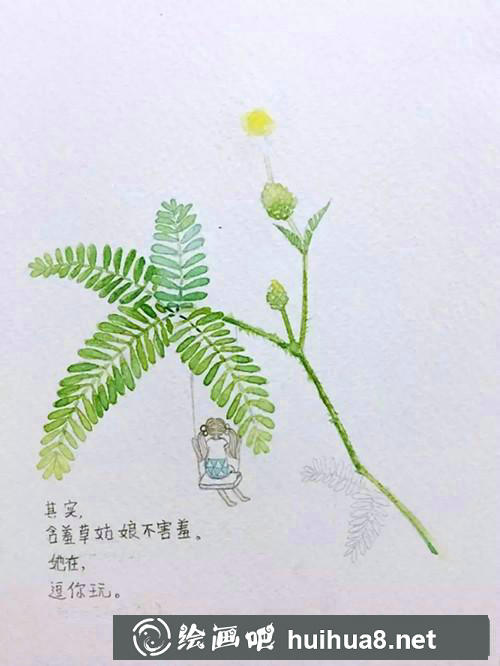 含羞草插画 含羞草插画