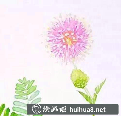 含羞草插画 含羞草插画