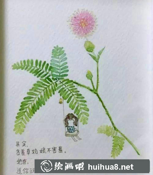 含羞草插画 含羞草插画