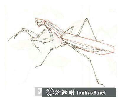 蝴蝶