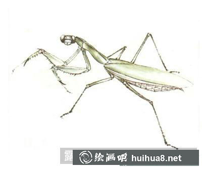蝴蝶