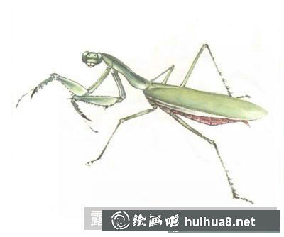 蝴蝶