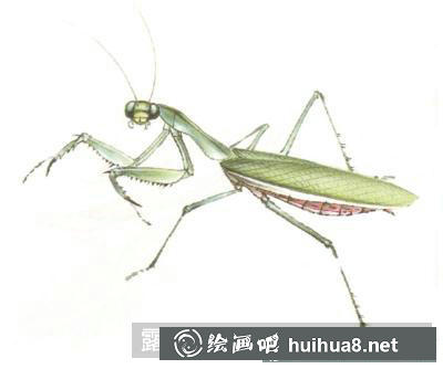 蝴蝶