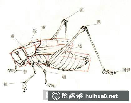蝈蝈的画法