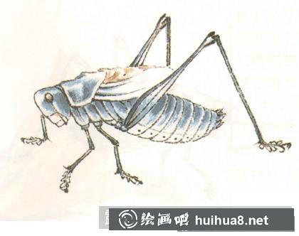 蝈蝈的画法