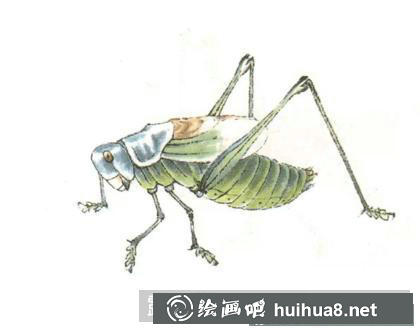 蝈蝈的画法