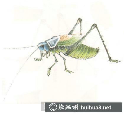 蝈蝈的画法