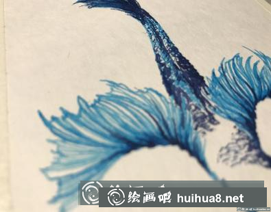 钢笔画斗鱼