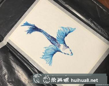钢笔画斗鱼