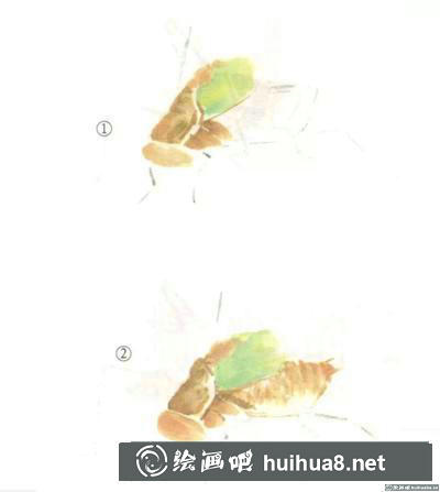 蝈蝈的画法 蝈蝈的画法