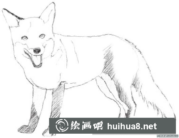 素描画狐狸